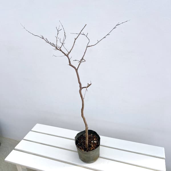 サルスベリ（百日紅）：ローズクォーツ5号ポット