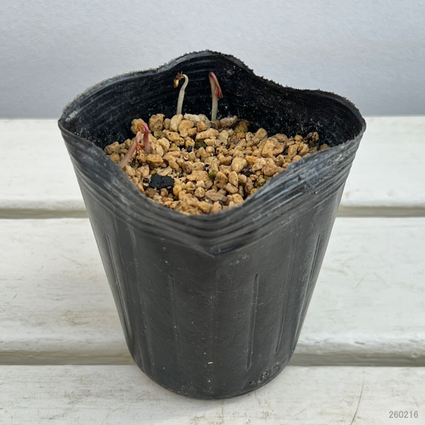 菊咲きイチゲ 3号ポット