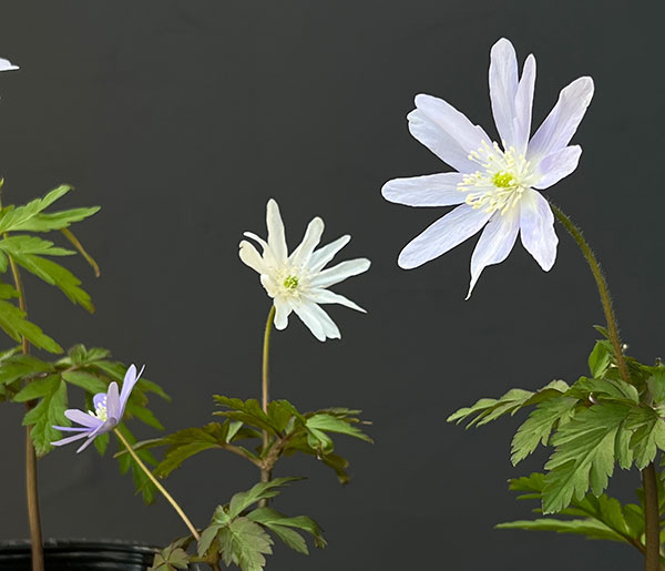 菊咲きイチゲ 3-3.5号ポット