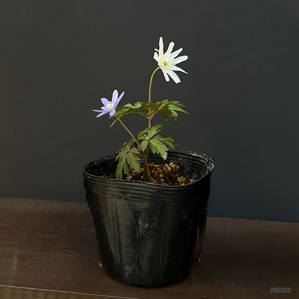 菊咲きイチゲ 3-3.5号ポット