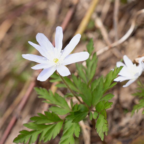 菊咲きイチゲ 3-3.5号ポット