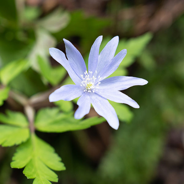 菊咲きイチゲ 3-3.5号ポット