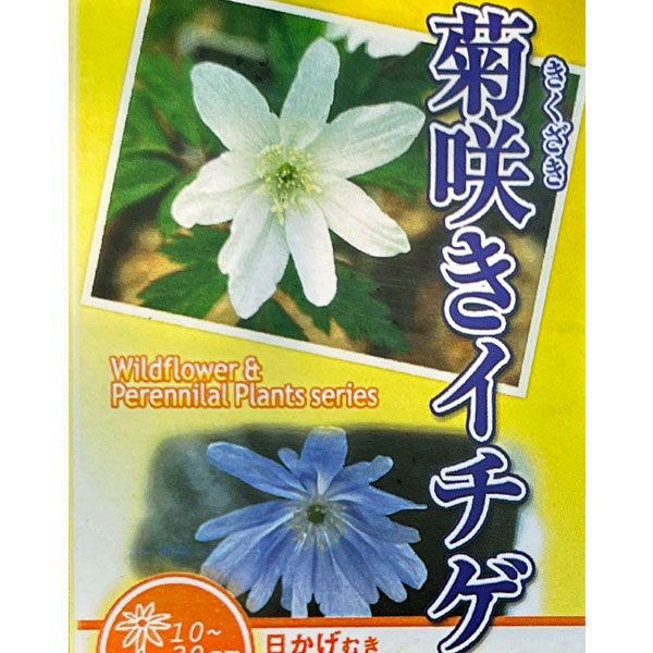 菊咲きイチゲ 3-3.5号ポット