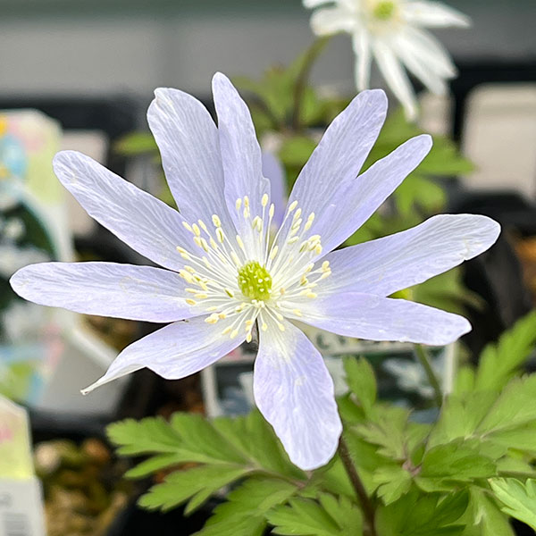 菊咲きイチゲ 3-3.5号ポット