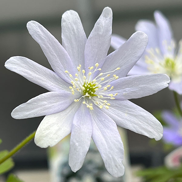 菊咲きイチゲ 3-3.5号ポット