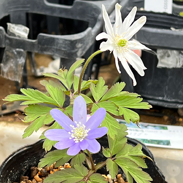 菊咲きイチゲ 3-3.5号ポット