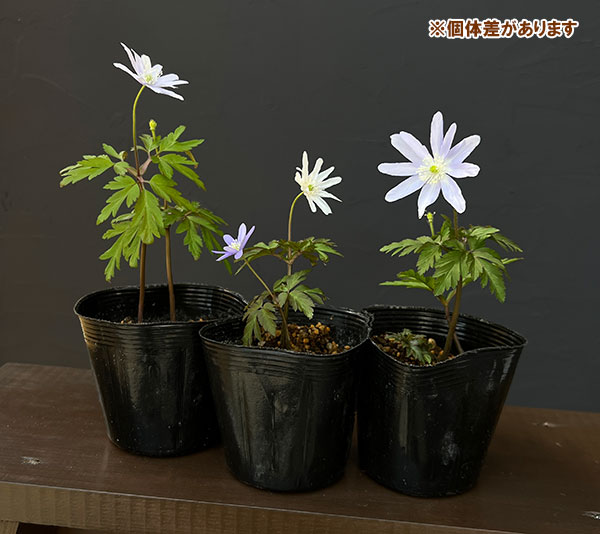 菊咲きイチゲ 3-3.5号ポット