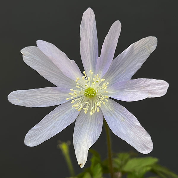 菊咲きイチゲ 3-3.5号ポット