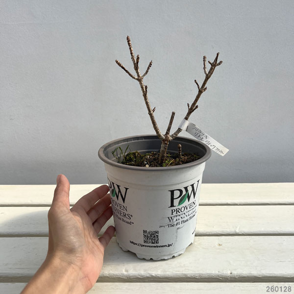 ノリウツギ（糊空木）：リトルクイックファイヤー5号ポット