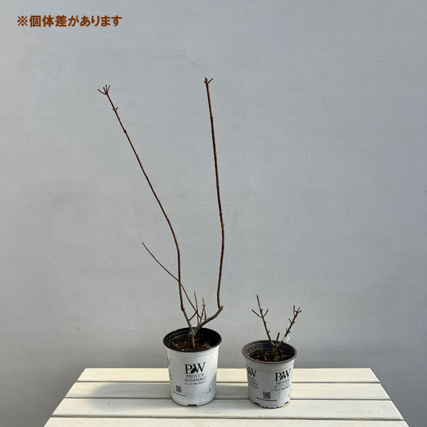 ノリウツギ（糊空木）：リトルクイックファイヤー5号ポット