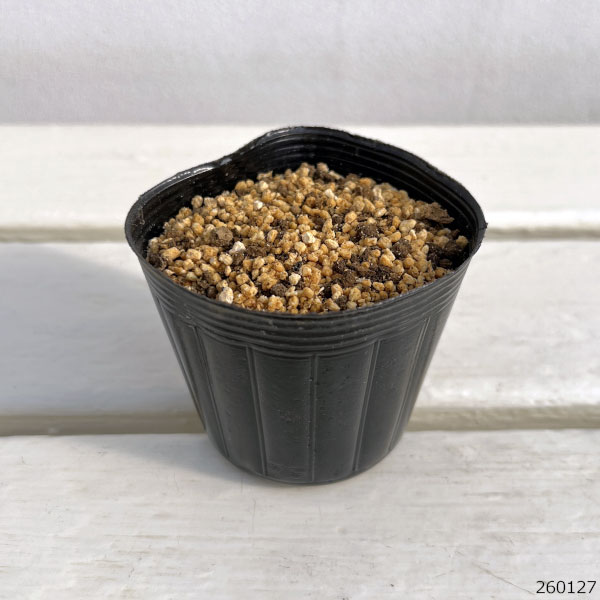 ウチョウラン:花色ミックス2.5号ポット