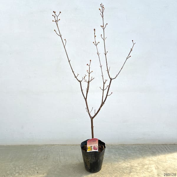 西洋サンシュユ(コーネリアンチェリー):オーレア4号ポット