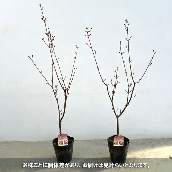 西洋サンシュユ(コーネリアンチェリー):オーレア4号ポット