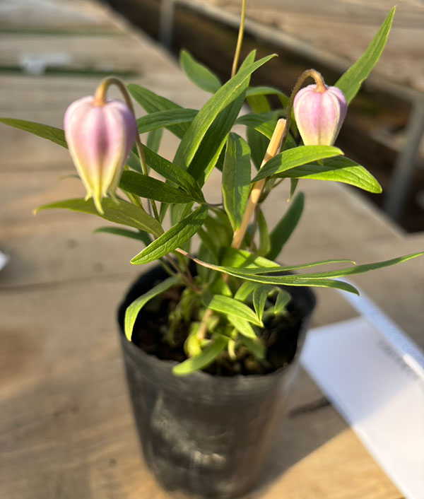 【お1人様1ポット】クレマチス：はるのしずく（はるの雫）3-3.5号ポット