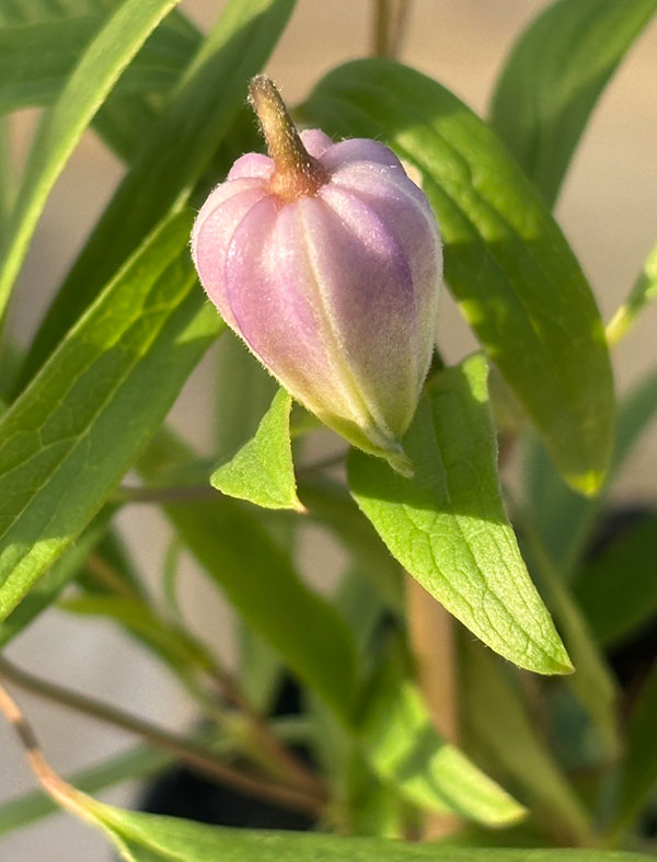 【お1人様1ポット】クレマチス：はるのしずく（はるの雫）3-3.5号ポット