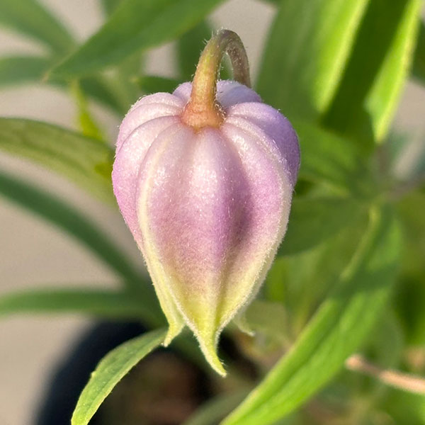 【お1人様1ポット】クレマチス：はるのしずく（はるの雫）3-3.5号ポット