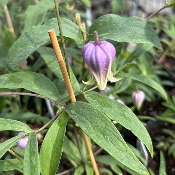 【お1人様1ポット】クレマチス：はるのしずく（はるの雫）3-3.5号ポット