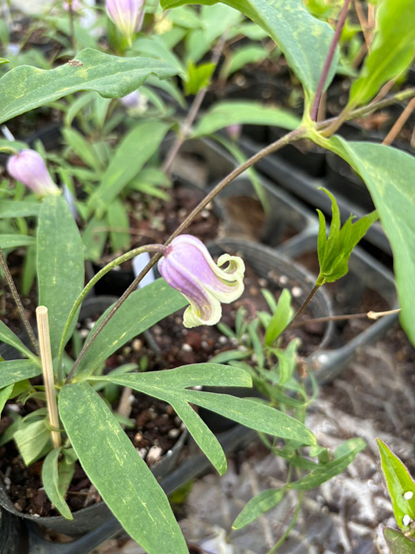 【お1人様1ポット】クレマチス：はるのしずく（はるの雫）3-3.5号ポット