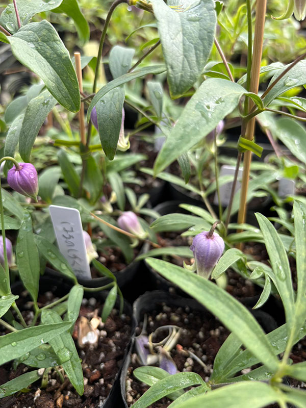 【お1人様1ポット】クレマチス：はるのしずく（はるの雫）3-3.5号ポット