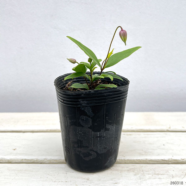 [2027年1月頃～]クレマチス：はるのしずく（はるの雫）3-3.5号ポット