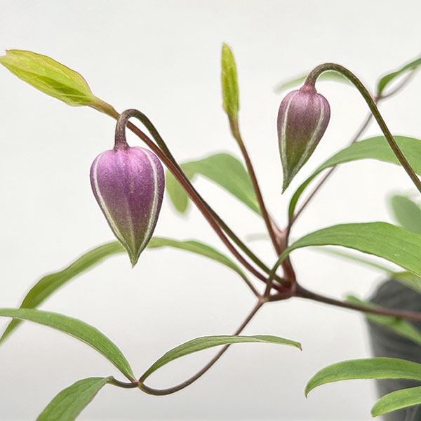 [2027年1月頃～]クレマチス：はるのしずく（はるの雫）3-3.5号ポット