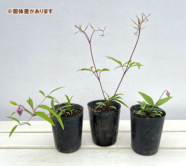 [2027年1月頃～]クレマチス：はるのしずく（はるの雫）3-3.5号ポット