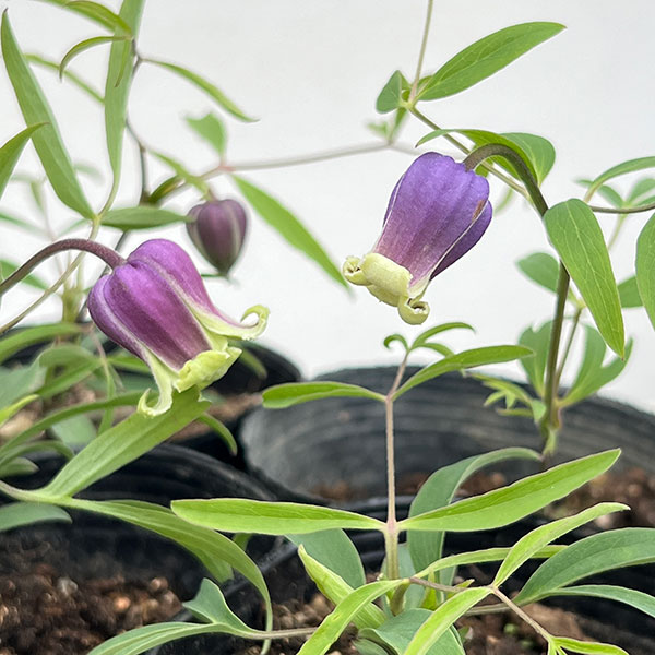 [2027年1月頃～]クレマチス：あいひめのイヤリング（藍姫のイヤリング）3-3.5号ポット