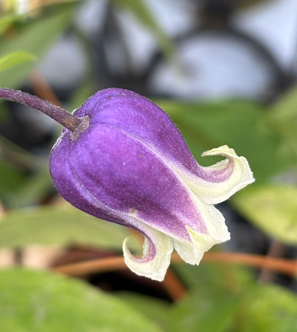 【お1人様1ポット】クレマチス：あいひめのイヤリング（藍姫のイヤリング）3-3.5号ポット