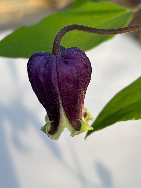 【お1人様1ポット】クレマチス：あいひめのイヤリング（藍姫のイヤリング）3-3.5号ポット