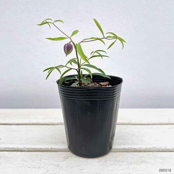 [2027年1月頃～]クレマチス：あいひめのイヤリング（藍姫のイヤリング）3-3.5号ポット