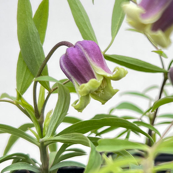 [2027年1月頃～]クレマチス：あいひめのイヤリング（藍姫のイヤリング）3-3.5号ポット