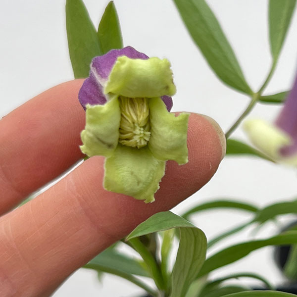 [2027年1月頃～]クレマチス：あいひめのイヤリング（藍姫のイヤリング）3-3.5号ポット