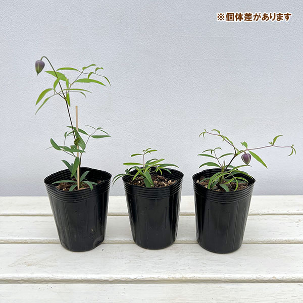 [2027年1月頃～]クレマチス：あいひめのイヤリング（藍姫のイヤリング）3-3.5号ポット