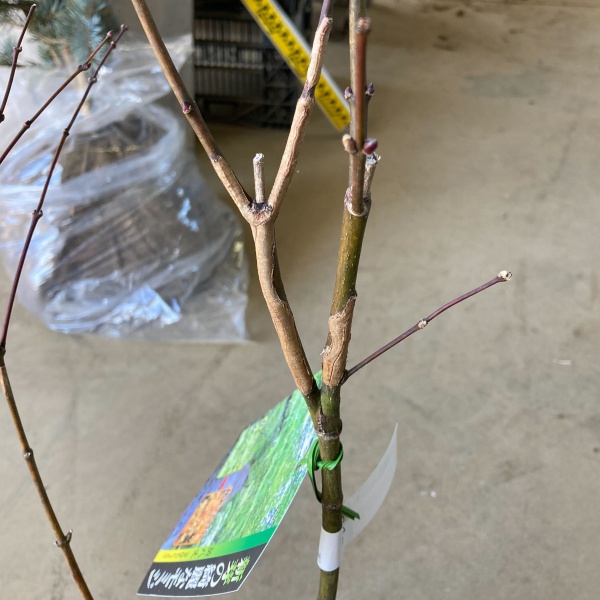 （わけあり特価）ヤマモミジ：黄八丈（キハチジョウ）4～5号ポット