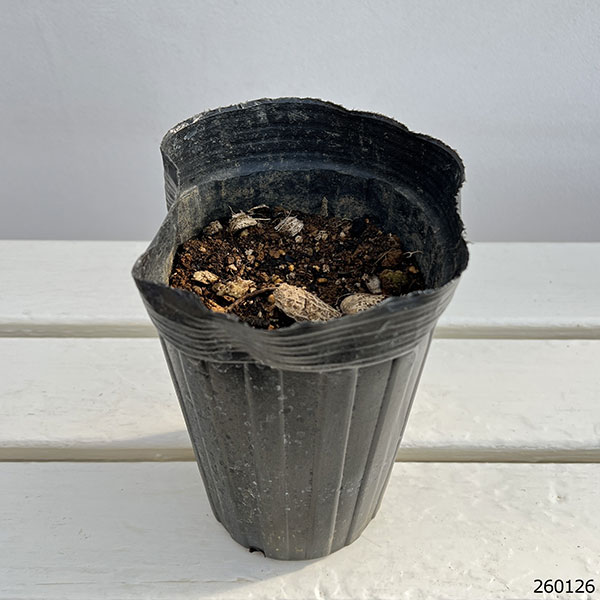 アスパラガス：どっとデルチェ　地堀苗　3.5～4号ポット