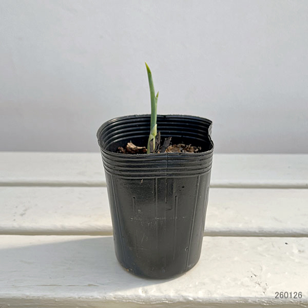 ダッチアイリス：ブルーマジック3号ポット