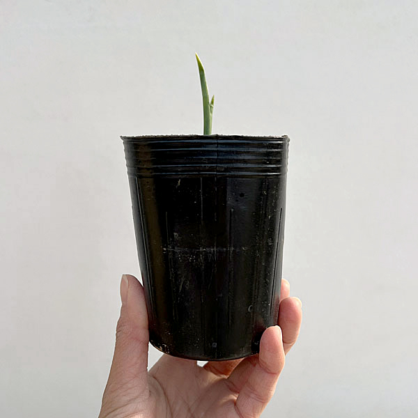 ダッチアイリス：ブルーマジック3号ポット