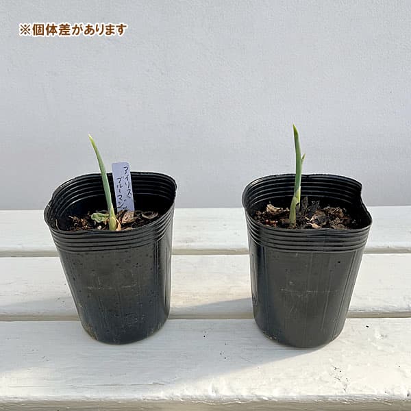 ダッチアイリス：ブルーマジック3号ポット