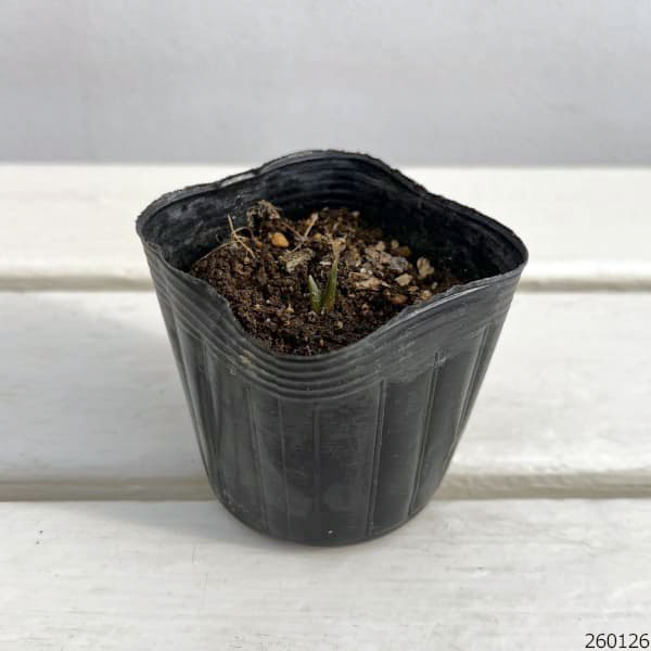 ムスカリ：ネイチャーズビューティー2.5号ポット