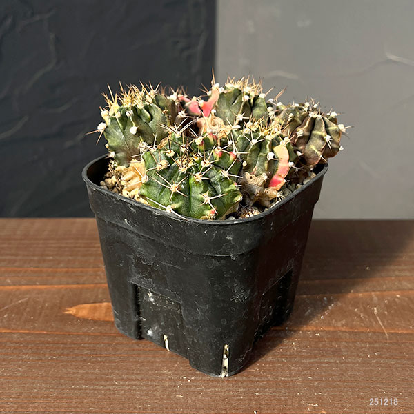 サボテン:ギムノカリキウム ハイブリット(寄せ植え) 3.5号硬質ポット