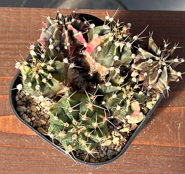 サボテン:ギムノカリキウム ハイブリット(寄せ植え) 3.5号硬質ポット