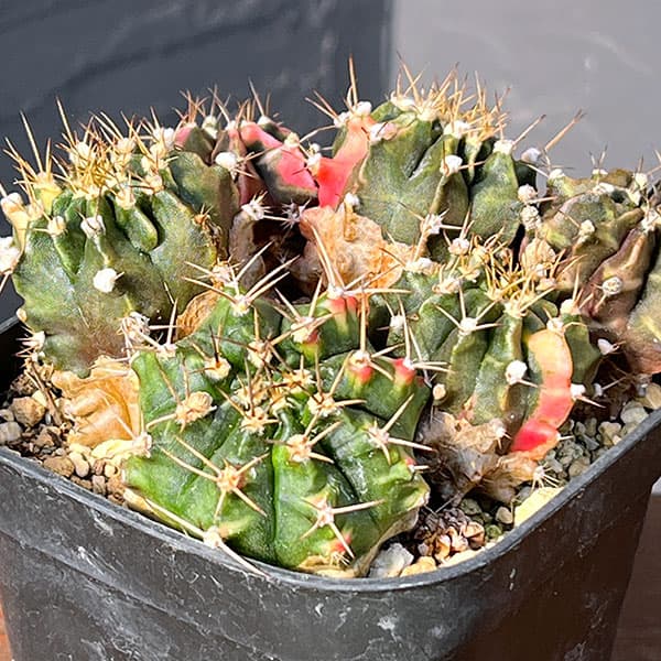 サボテン:ギムノカリキウム ハイブリット(寄せ植え) 3.5号硬質ポット