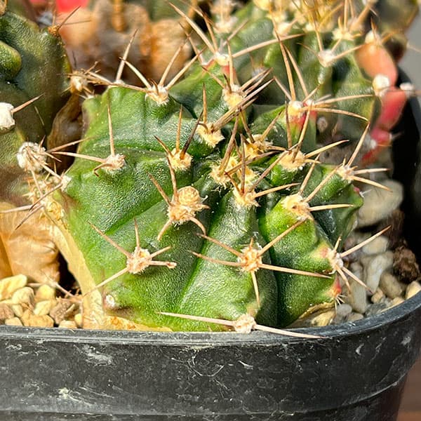 サボテン:ギムノカリキウム ハイブリット(寄せ植え) 3.5号硬質ポット