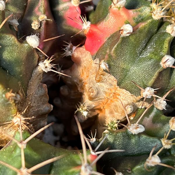 サボテン:ギムノカリキウム ハイブリット(寄せ植え) 3.5号硬質ポット