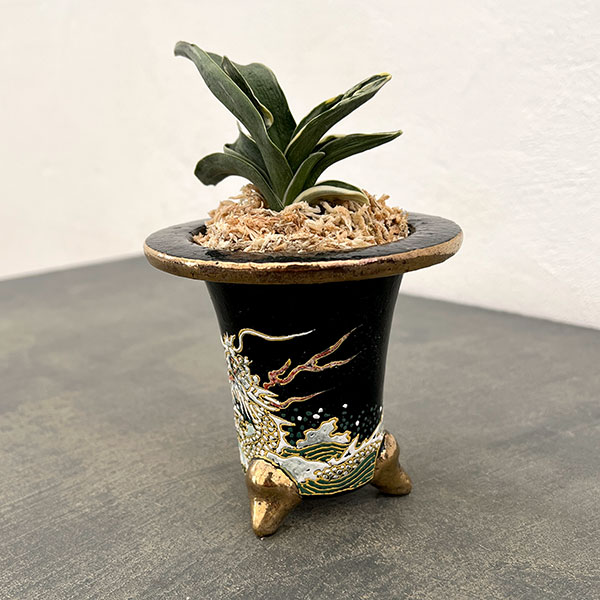 オモト（万年青）：お多福(おたふく)　錦鉢（龍）植え（内径約7ｃｍ、外径約11ｃｍ）【現品販売263616】