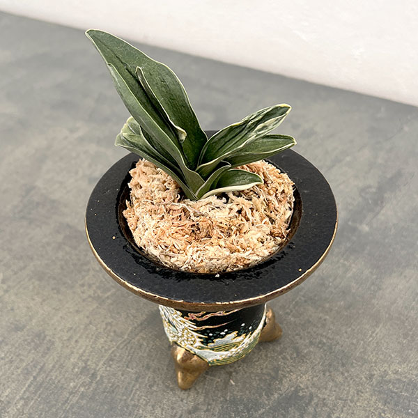 オモト（万年青）：お多福(おたふく)　錦鉢（龍）植え（内径約7ｃｍ、外径約11ｃｍ）【現品販売263616】