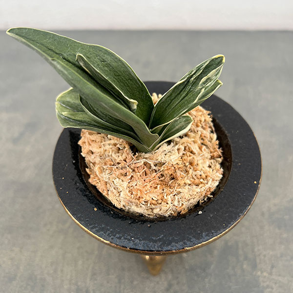 オモト（万年青）：お多福(おたふく)　錦鉢（龍）植え（内径約7ｃｍ、外径約11ｃｍ）【現品販売263616】