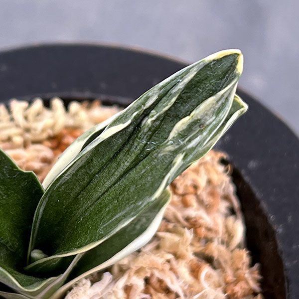 オモト（万年青）：お多福(おたふく)　錦鉢（龍）植え（内径約7ｃｍ、外径約11ｃｍ）【現品販売263616】