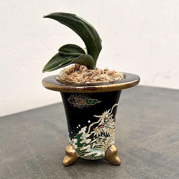 オモト（万年青）：お多福(おたふく)　錦鉢（龍）植え（内径約7ｃｍ、外径約11ｃｍ）【現品販売263616】