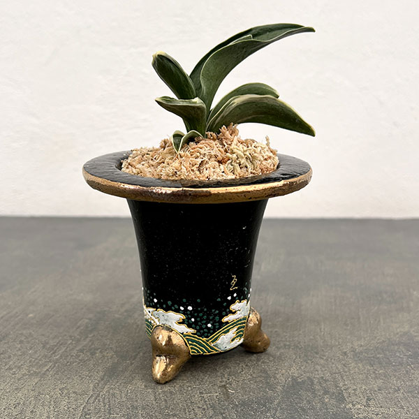 オモト（万年青）：お多福(おたふく)　錦鉢（龍）植え（内径約7ｃｍ、外径約11ｃｍ）【現品販売263616】